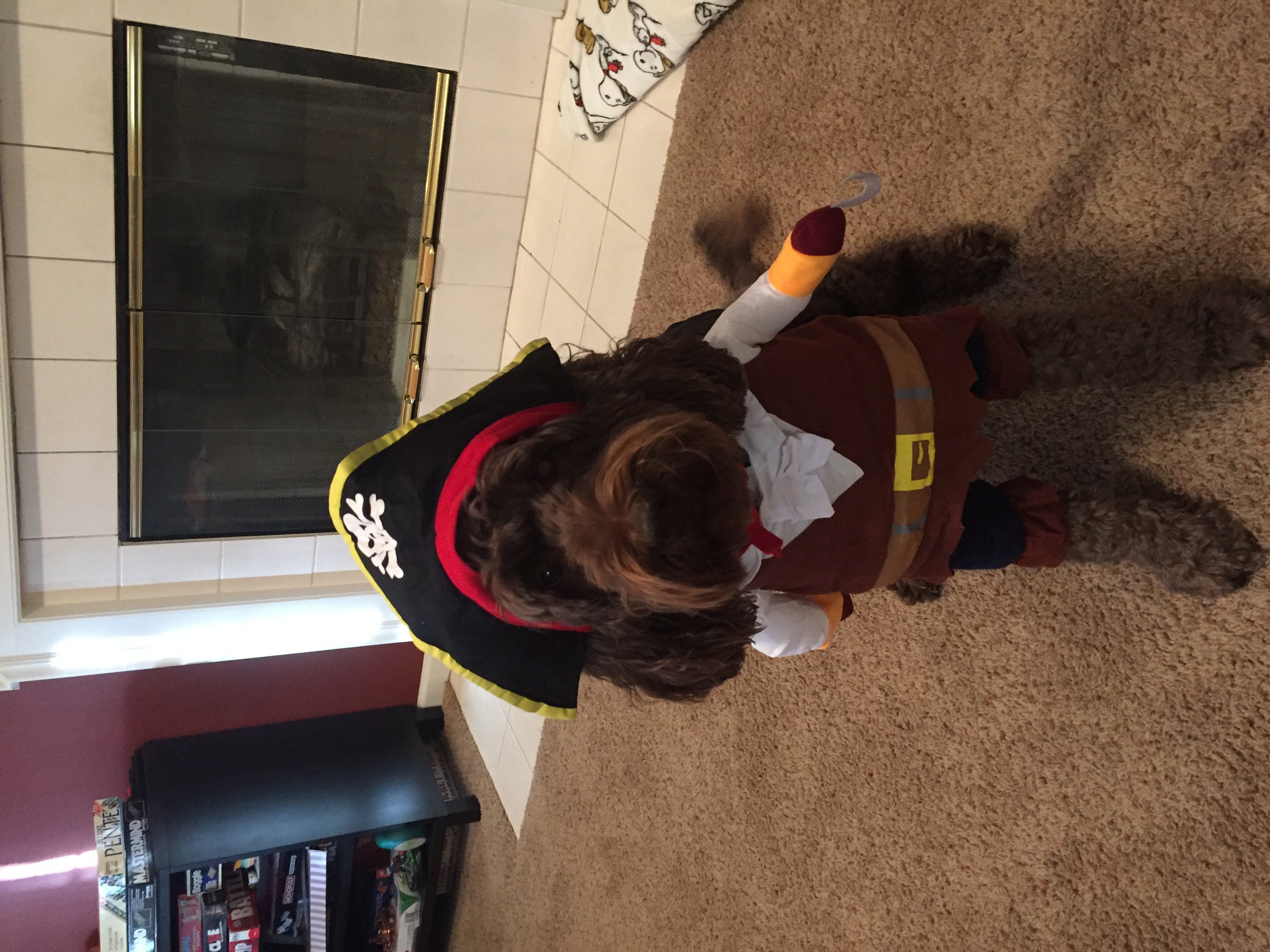 Brown labradoodle wearing a pirate costume.