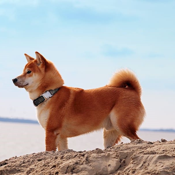 Shiba inu sitting in front of pond with stones in the background.