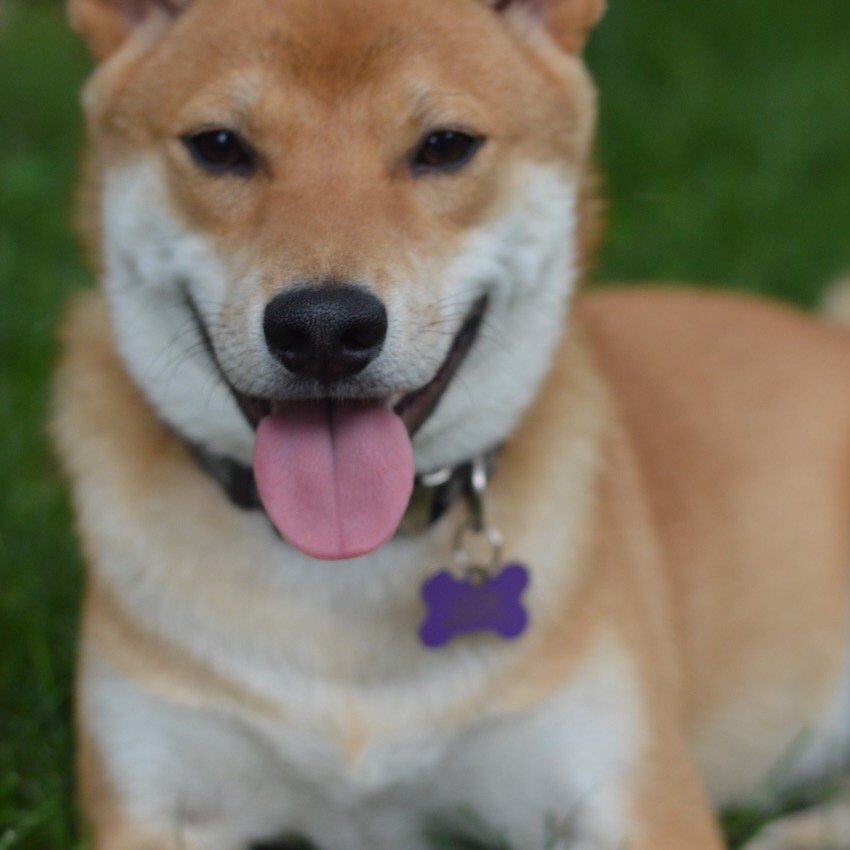 Biscuit smiling for the camera.