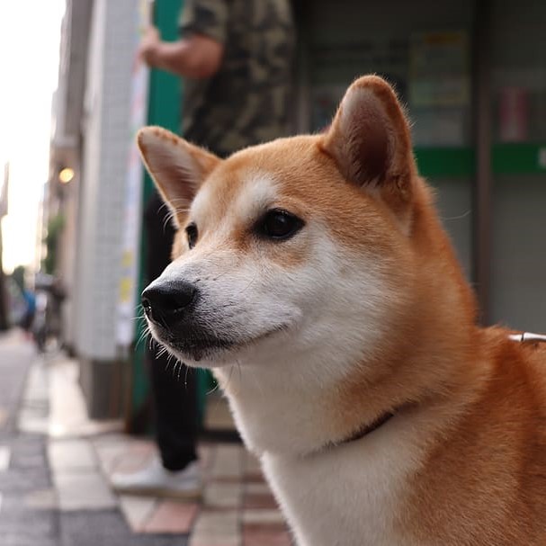 Biscuit standing near the road.