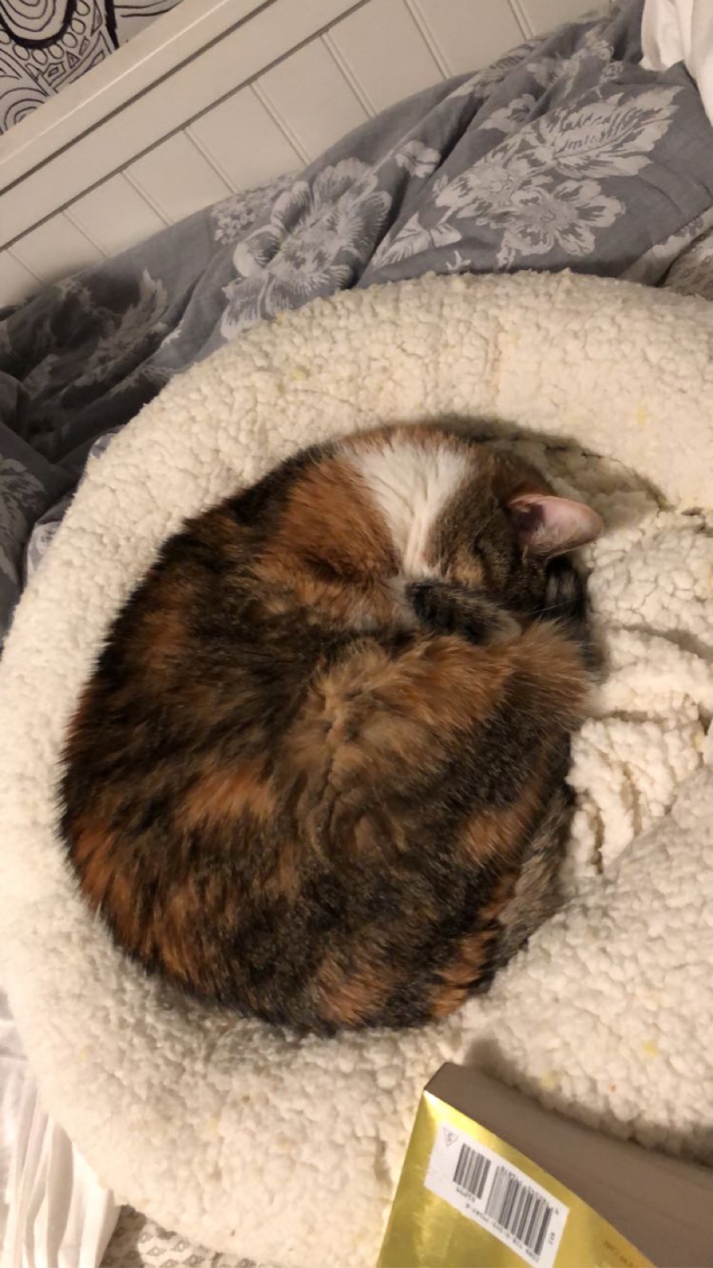 Lucy curled up in her bed sleeping.