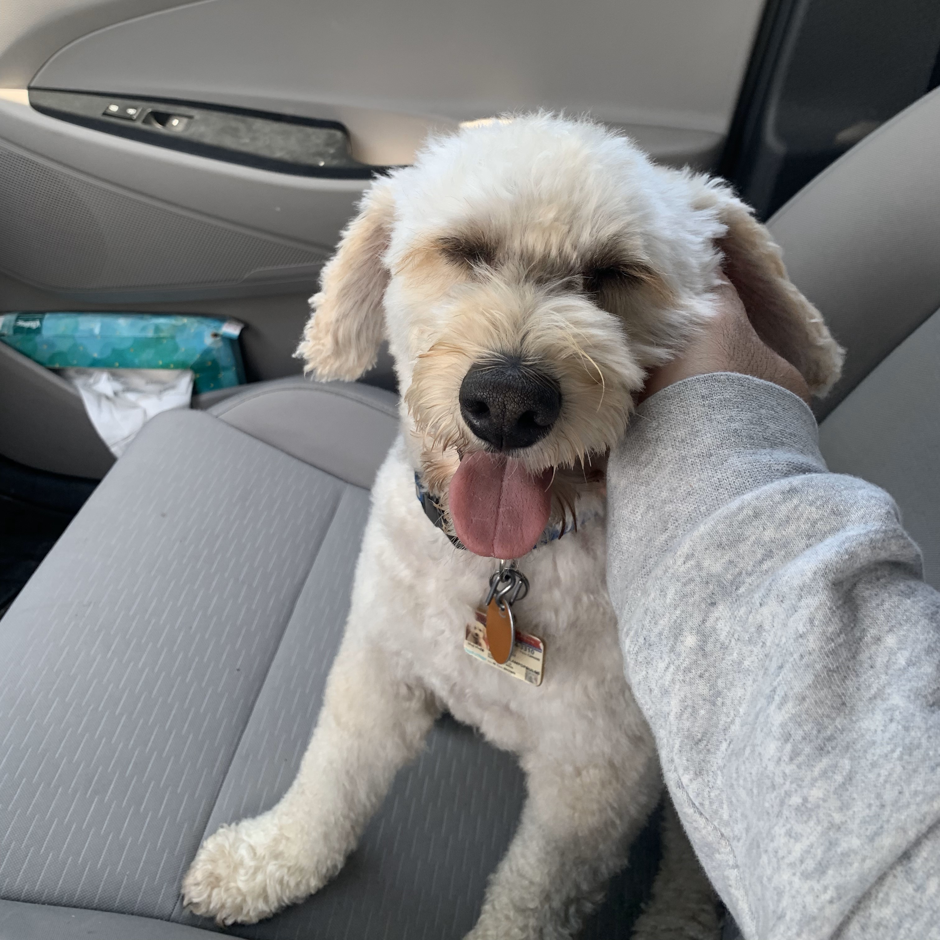 White schnoodle being petted.