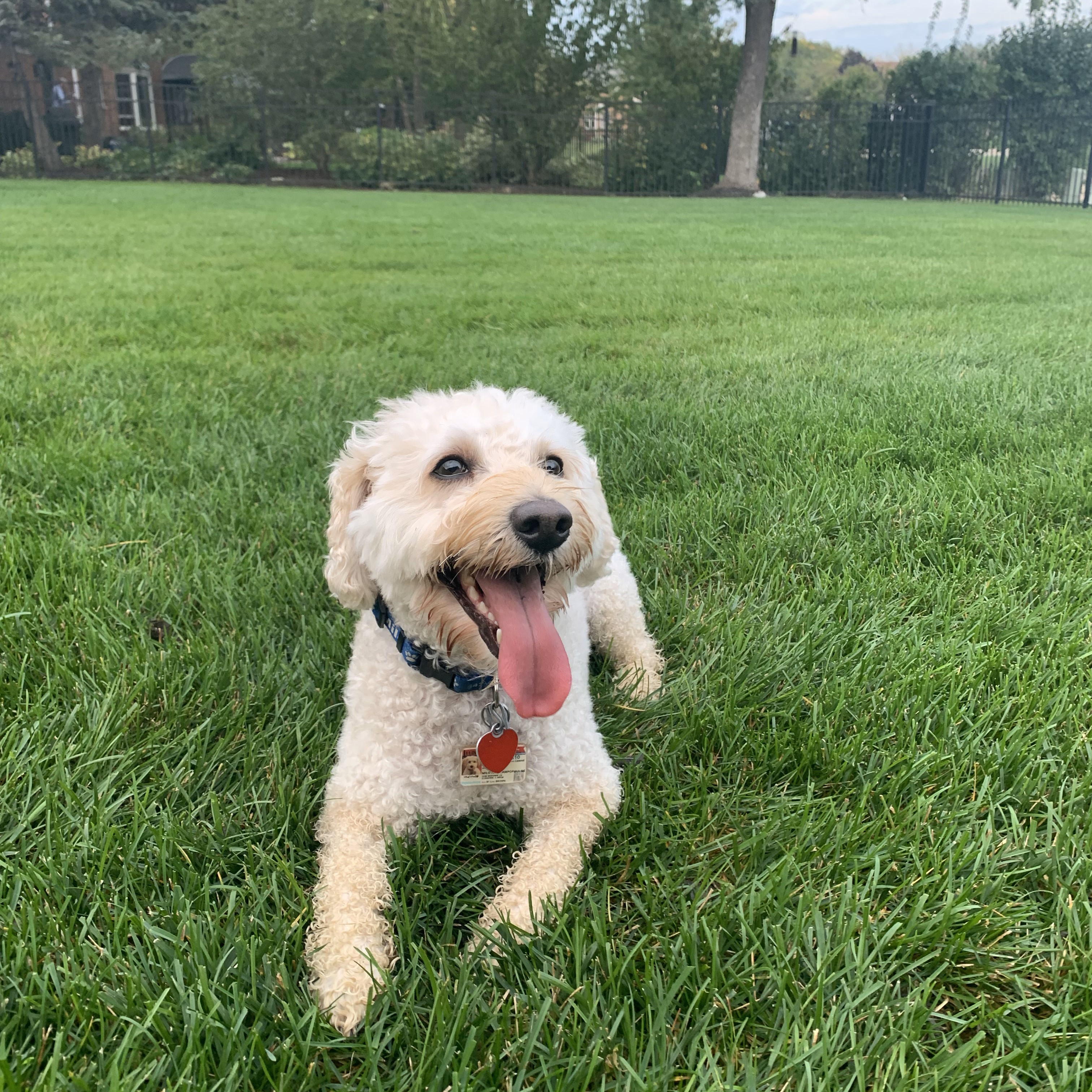 White schnoodle laying in grass.