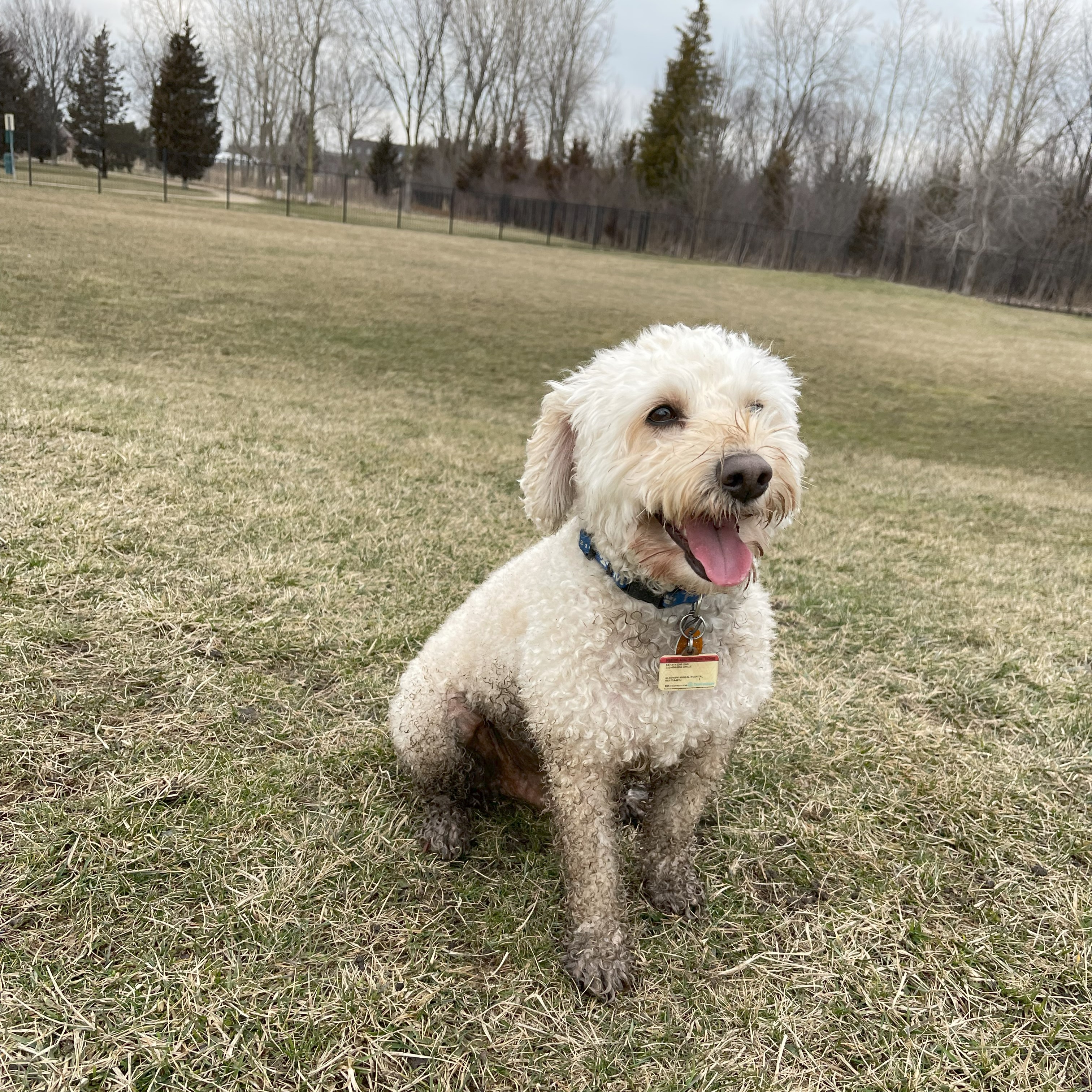 White schnoodle with muddy legs sitting on grass.