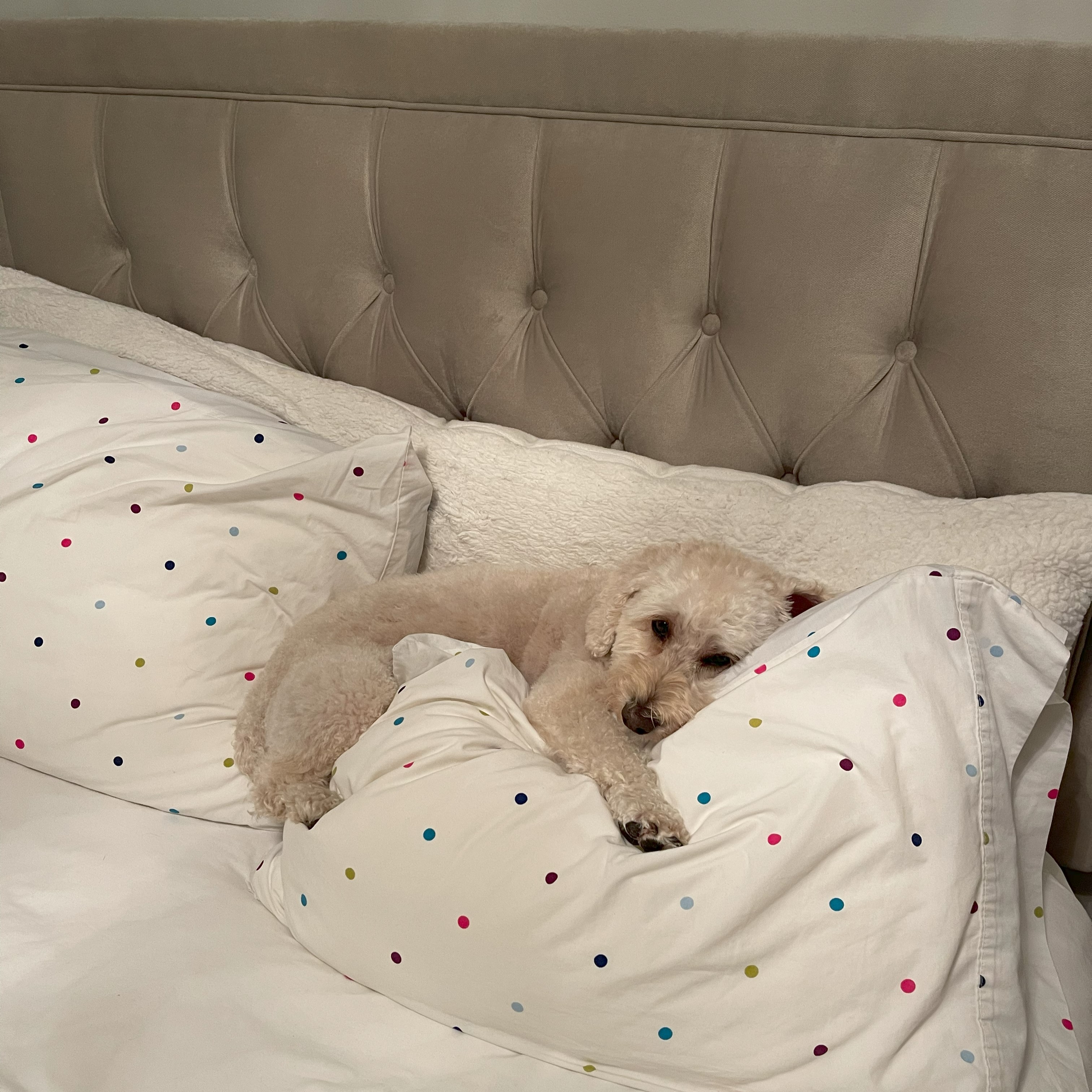 White schnoodle laying on a bed.