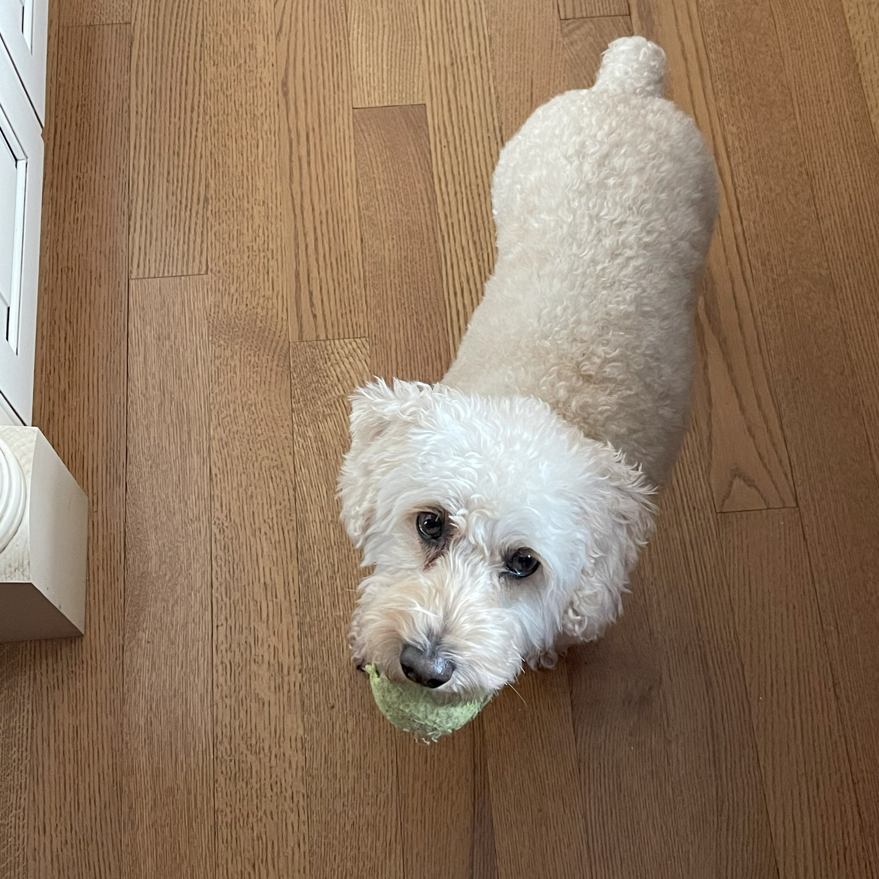 White schnoodle with tennis ball in mouth.