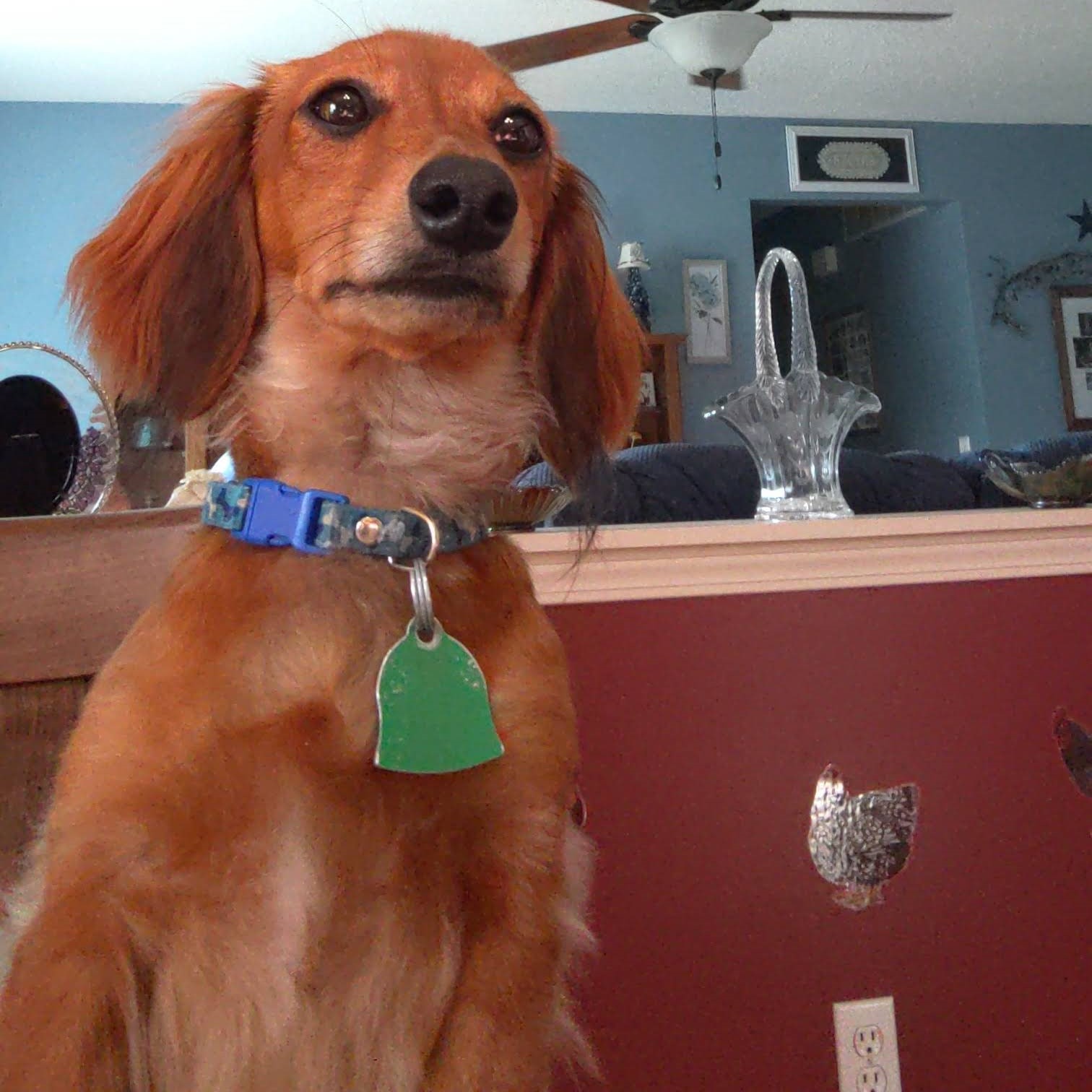 An upright dachshund with light brown fur and a blue collar staring behind the camera.