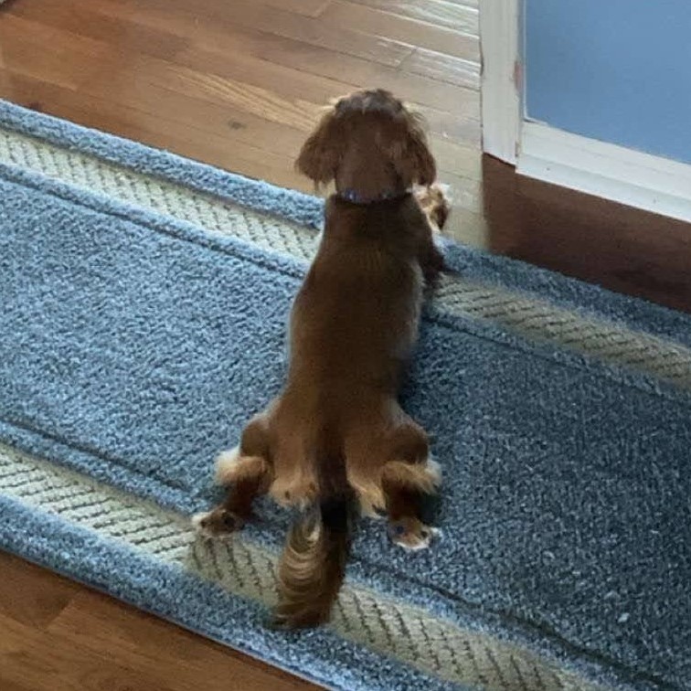 A dachshund laying belly-down with its rear paws pointed backwards on a blue rug.