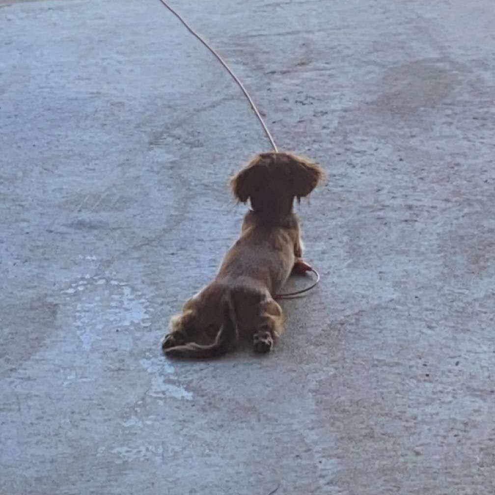 A dachshund laying belly-down with its rear paws pointed backwards on cement pavement.