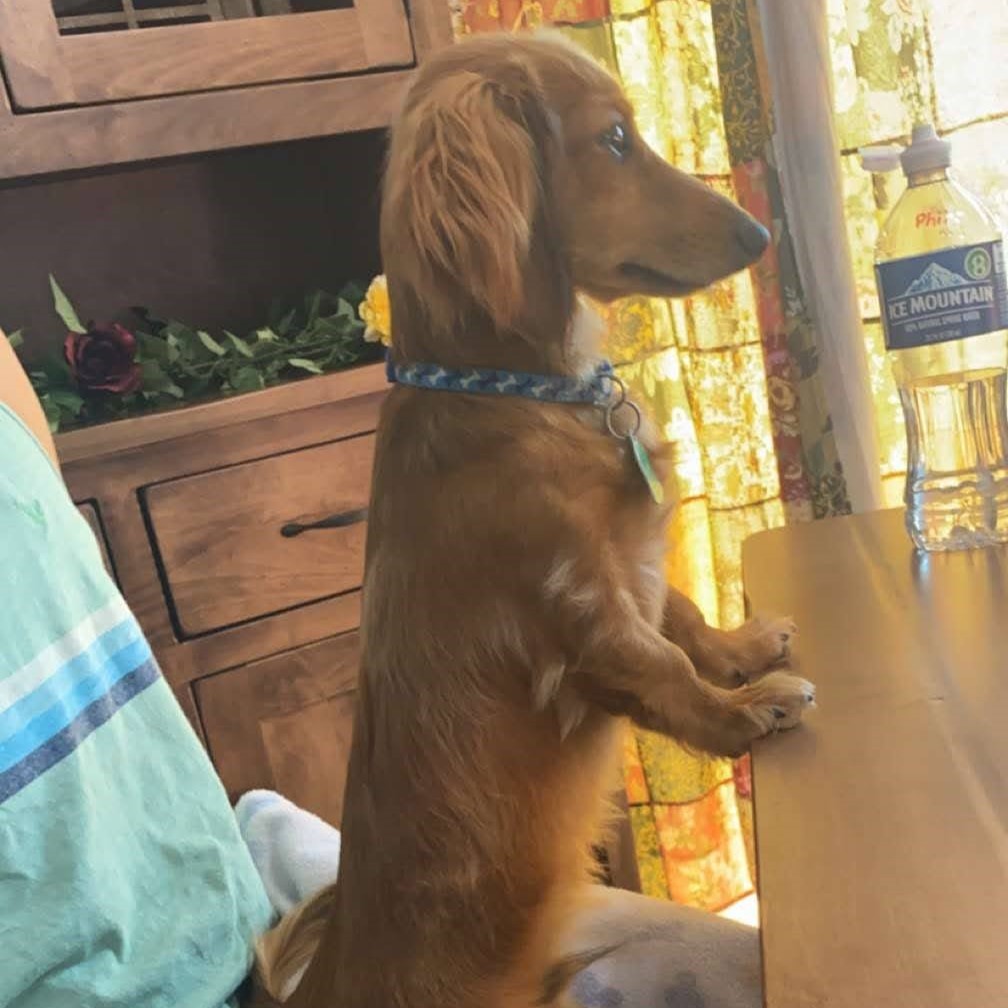 A dachshund standing in a person's lap with its paws resting on a table.