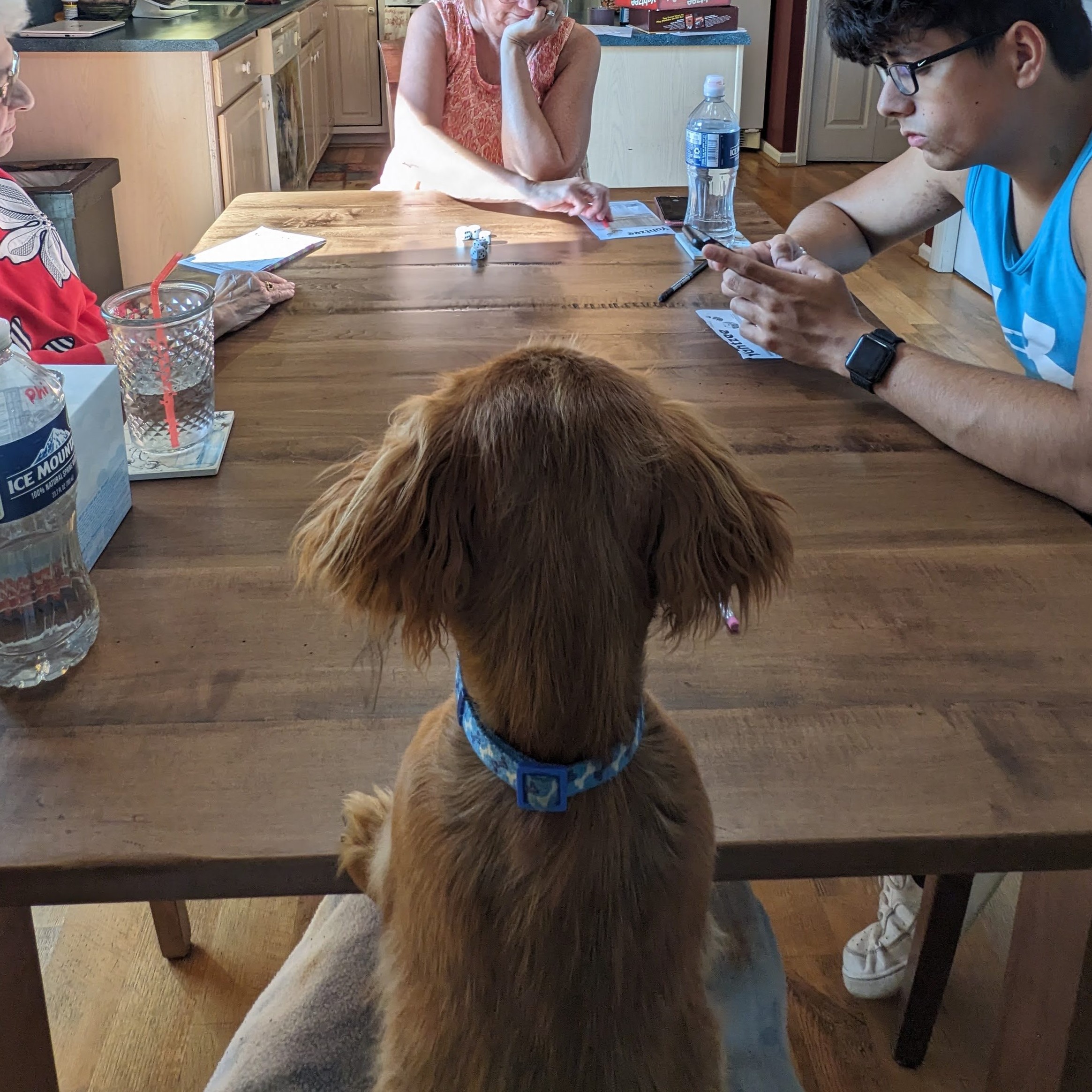 A dachshund sitting at a table mimicking a human.