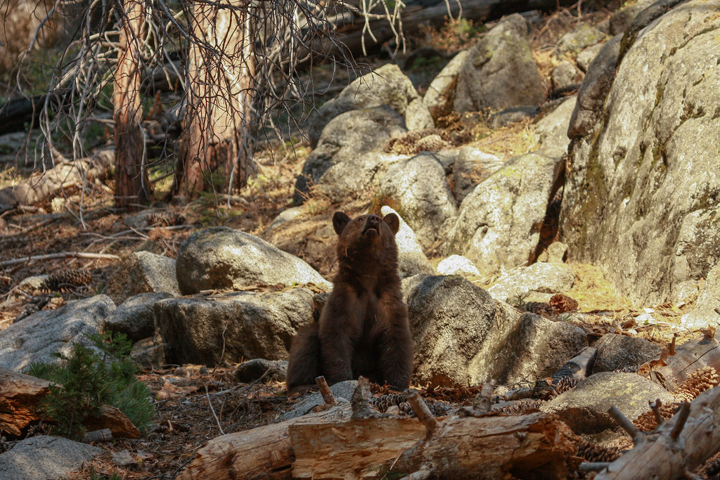 A black bear pictured in the forest.