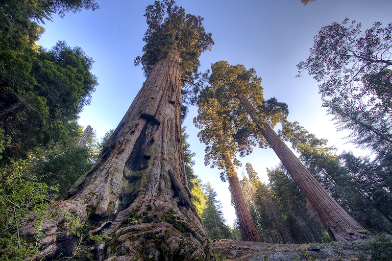 A towering sequoia tree during the day.