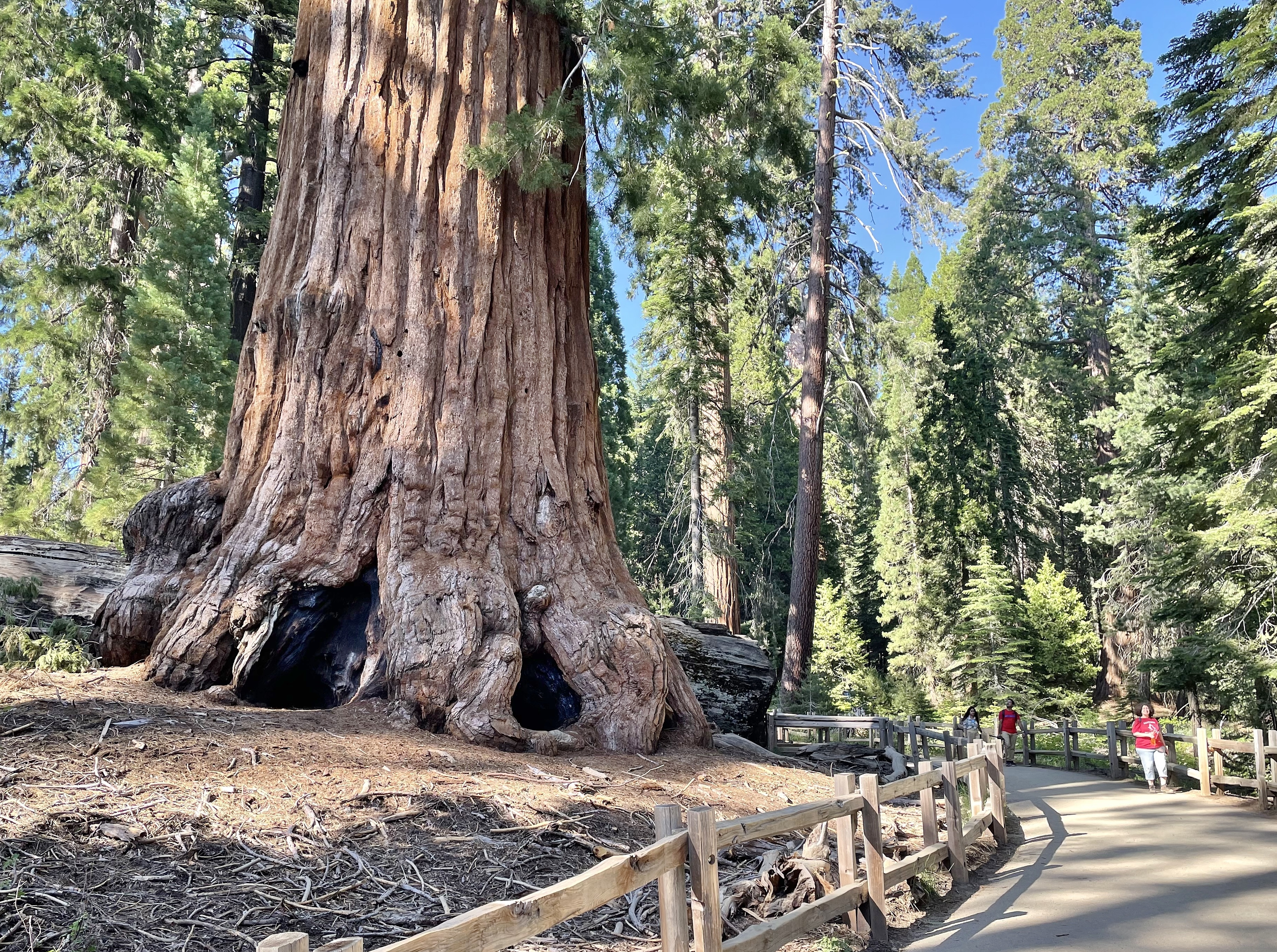 One of the trails in the national park alongside an immense sequoia tree.