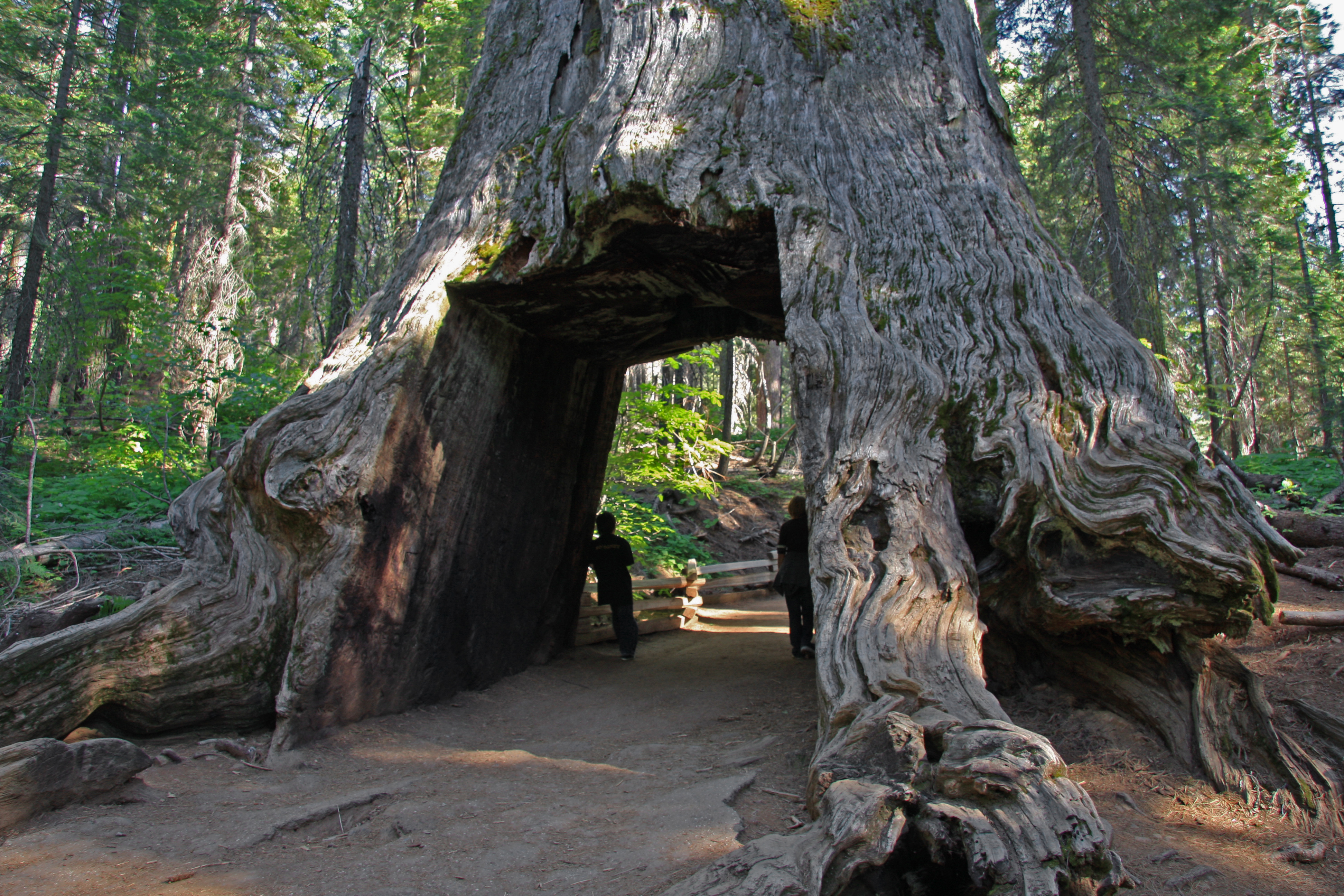 A large sequoia tree with a tunnel through it that people can walk through.